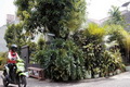 Kampung hijau di belantara...