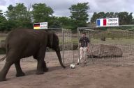 Gajah Nelly Ramalkan...