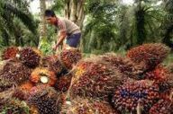 IPOP Bisa Rusak Iklim...