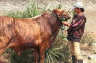 Sapi Berkulit Loreng...