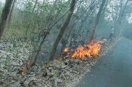 Ribuan Jati di Hutan...