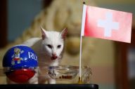 Swedia vs Swiss, Kucing...