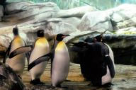 Penguin Seukuran Manusia...
