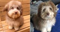 Anjing dengan Mata dan...