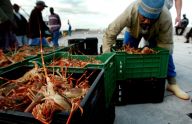 Para Penangkap Lobster...