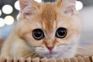 Kucing di Belgia Tertular...