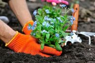 Berkebun di Rumah Bantu...