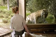 Harimau Bonbin New York...