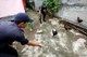 Jakarta larang pelihara...