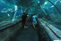 Sea World bakal hadir...