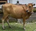 3.799 ekor sapi impor...