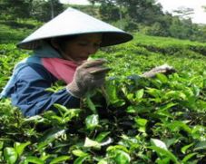 Konflik agraria marak,...