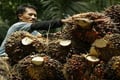 Sawit Indonesia &...