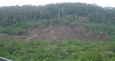 Hutan Indonesia tak...