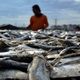 Mendongkrak citra ikan...