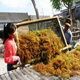 Rumput laut melimpah,...