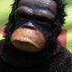 Berkostum orang utan,...