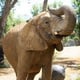Gajah tewaskan pawang...