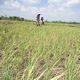 Petani daerah sawah...