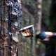 Harga karet anjlok,...