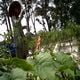 Diserang Mimik, tanaman...