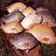 Konsumen khawatir ikan...