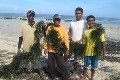 Tercemar, rumput laut...