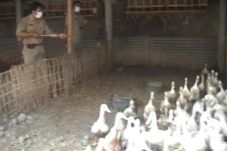 2 pekan, puluhan ayam...