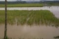 800 hektare lahan pertanian...