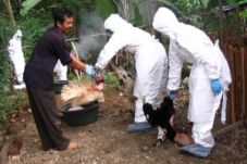 Garut rentan terserang...