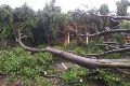 Pohon tumbang rusak...