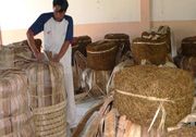 Tembakau lokal terancam...