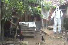 Ayam mati mendadak,...