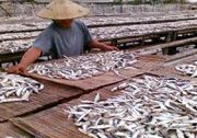 Produksi kerupuk dan...