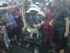 Banjir seret buaya ke...