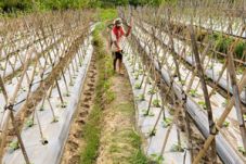 Musim hujan, petani...