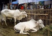 Harga sapi di Yogyakarta...