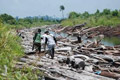 Illegal logging marak...