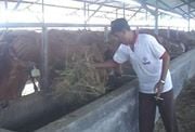 Peternak minta harga...