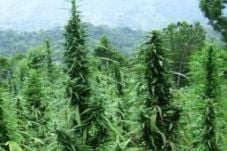 Banyak ladang ganja,...