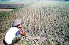 Sawah kering, petani...
