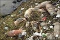900 babi mati di Sungai...