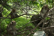 Habitat terganggu, kawanan...