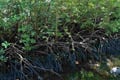 Hutan mangrove dibabat...