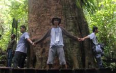 Inilah pohon ulin terbesar...