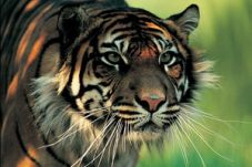 Warga Bogor jual Harimau...
