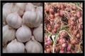 Harga bawang di Maluku...