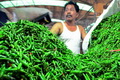 Harga cabe rawit di...