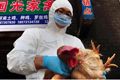 Flu burung H7N9 telah...