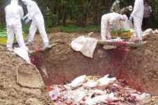 Flu burung mewabah di...